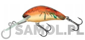 Wobler Salmo Hornet RCW